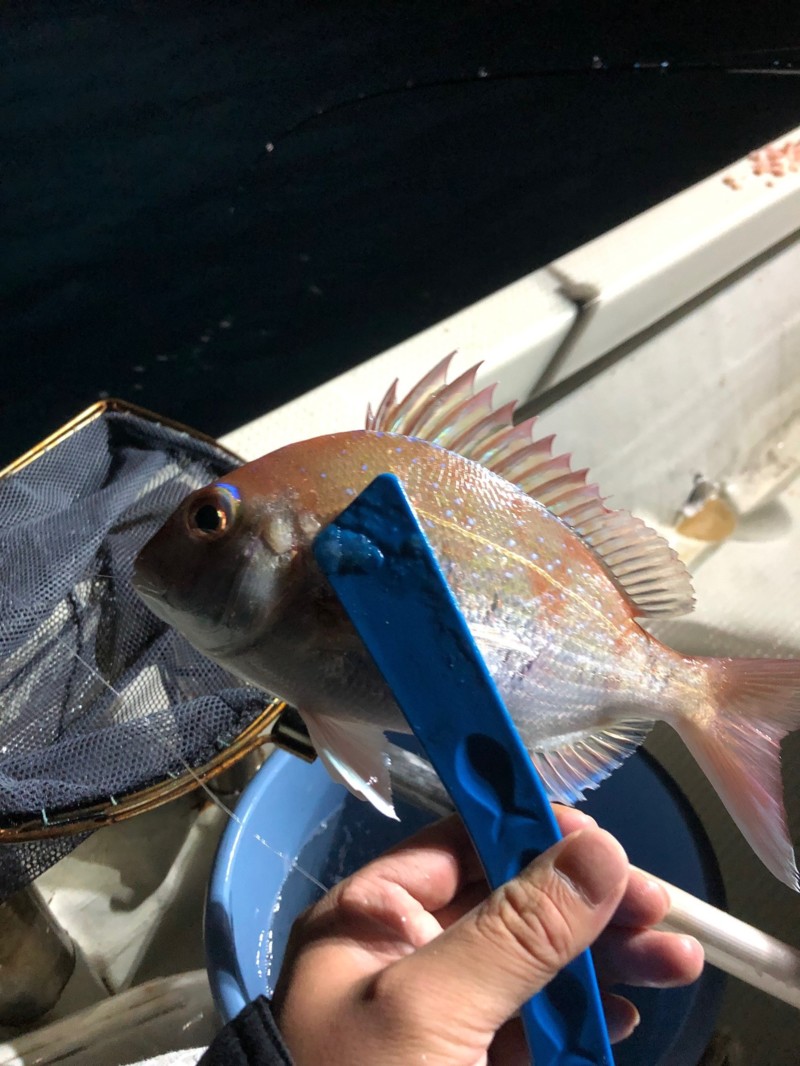 和歌山県田辺湾の船釣りでアジ・サバ・太刀魚釣果