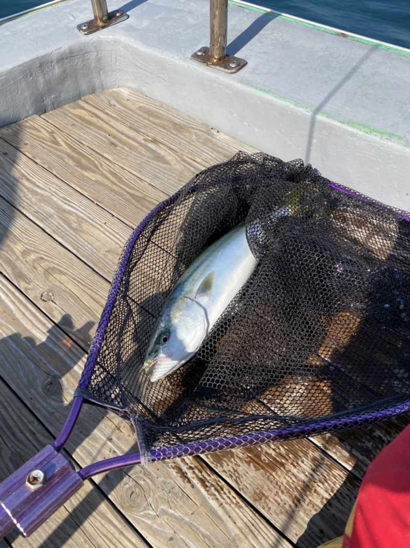 兵庫県明石市 利弥丸の船釣りでコチ・ツバス釣果