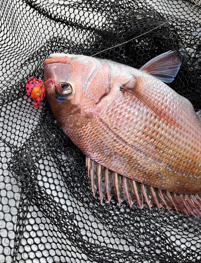 兵庫県明石市 海豚の船釣りで鯛・ハマチ釣果