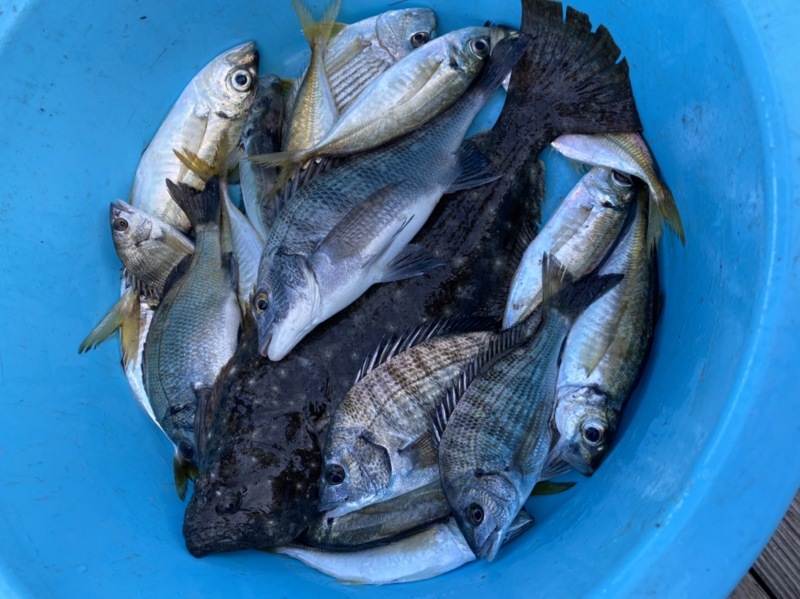 京都府 西中渡船の船釣りでチヌ・カレイ・ボラ・アジ釣果