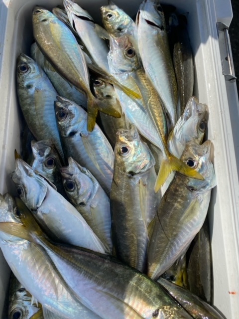 福井県小浜湾 田中渡船の船サビキ釣りでマアジ・カワハギ釣果