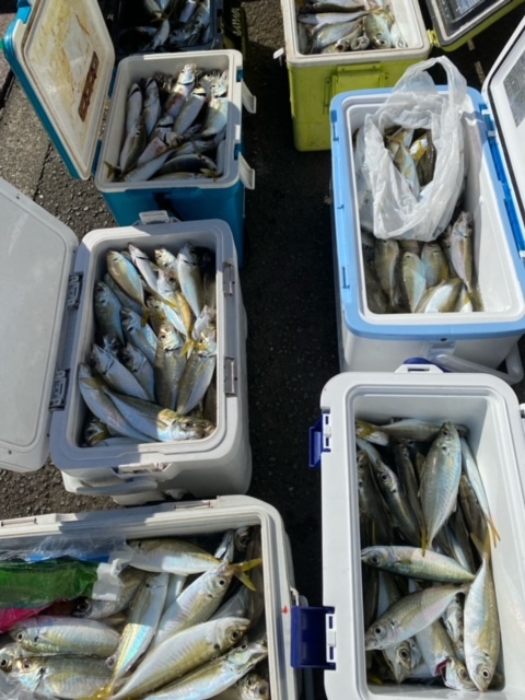 福井県小浜湾 田中渡船の船サビキ釣りでマアジ・カワハギ釣果