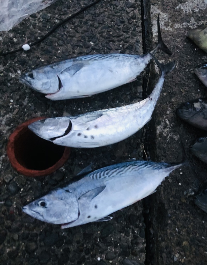 和歌山県日高町田杭のフカセ釣りでヤイトガツオ・グレ釣果