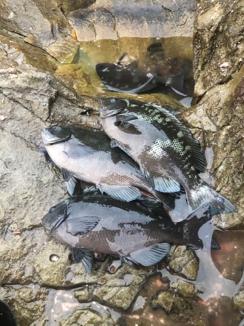 和歌山県日高町田杭のフカセ釣りでヤイトガツオ・グレ釣果