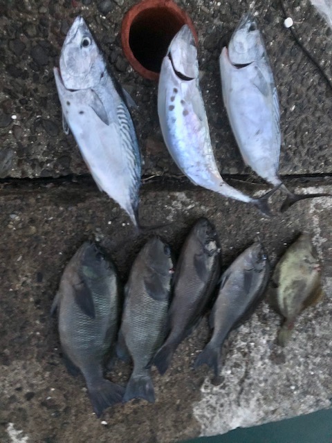 和歌山県日高町田杭のフカセ釣りでヤイトガツオ・グレ釣果