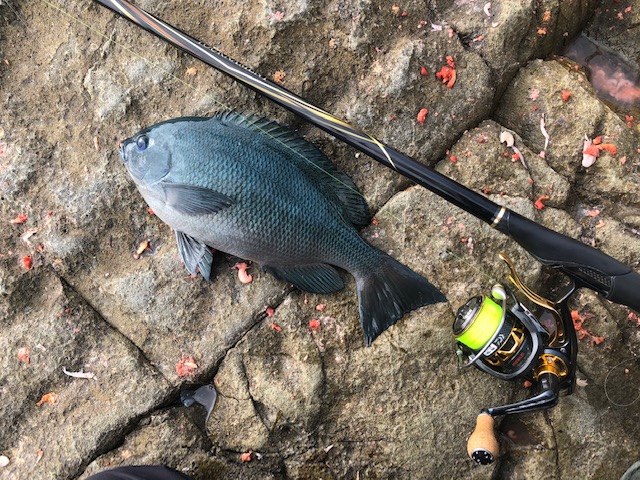 和歌山県日高町田杭のフカセ釣りでヤイトガツオ・グレ釣果