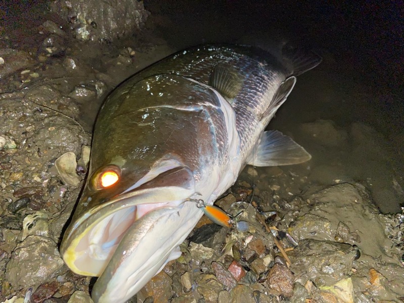 高知県浦戸湾のルアー釣りでアカメ釣果