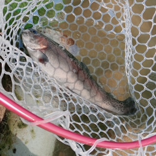 滋賀県高島市の高島の泉でニジマス釣果