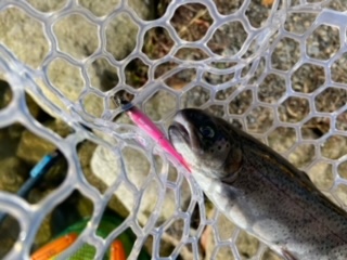 滋賀県高島市の高島の泉でニジマス釣果