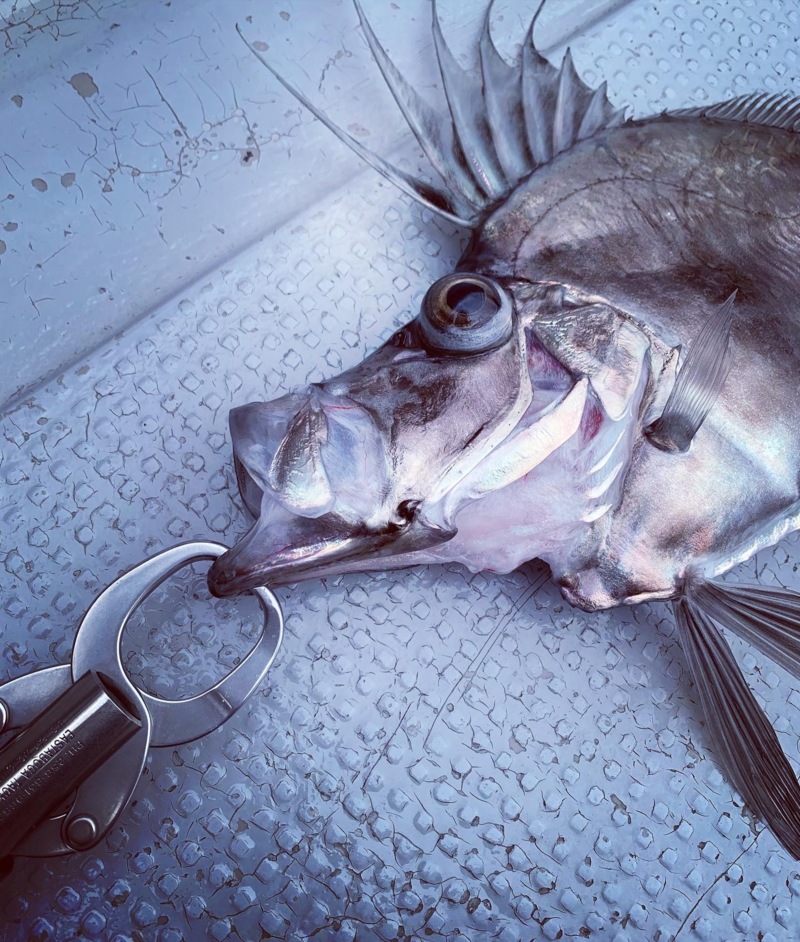 京都府舞鶴市ENSの船釣りで沖メバル・カガミダイ釣果