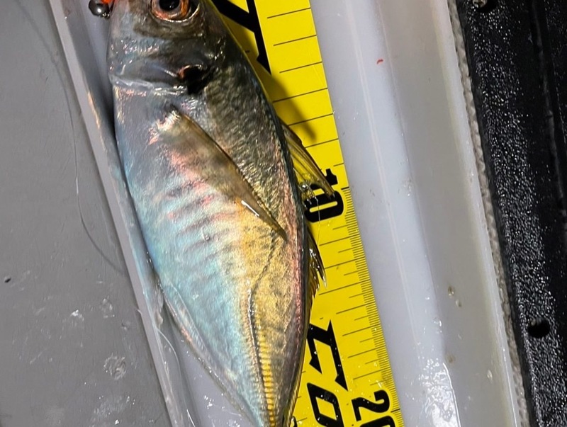 大阪府大正区 チェイスの船釣りでアジ釣果