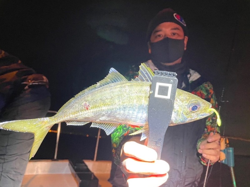 大阪府大正区 チェイスの船釣りでアジ釣果