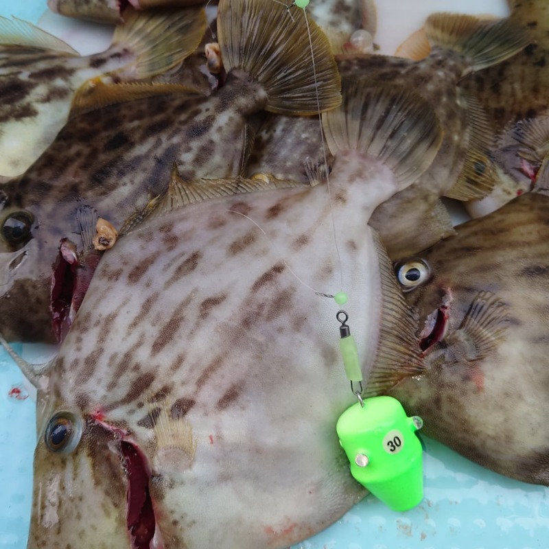 徳島県阿南市伊島近海 水天丸の船釣りでカワハギ釣果