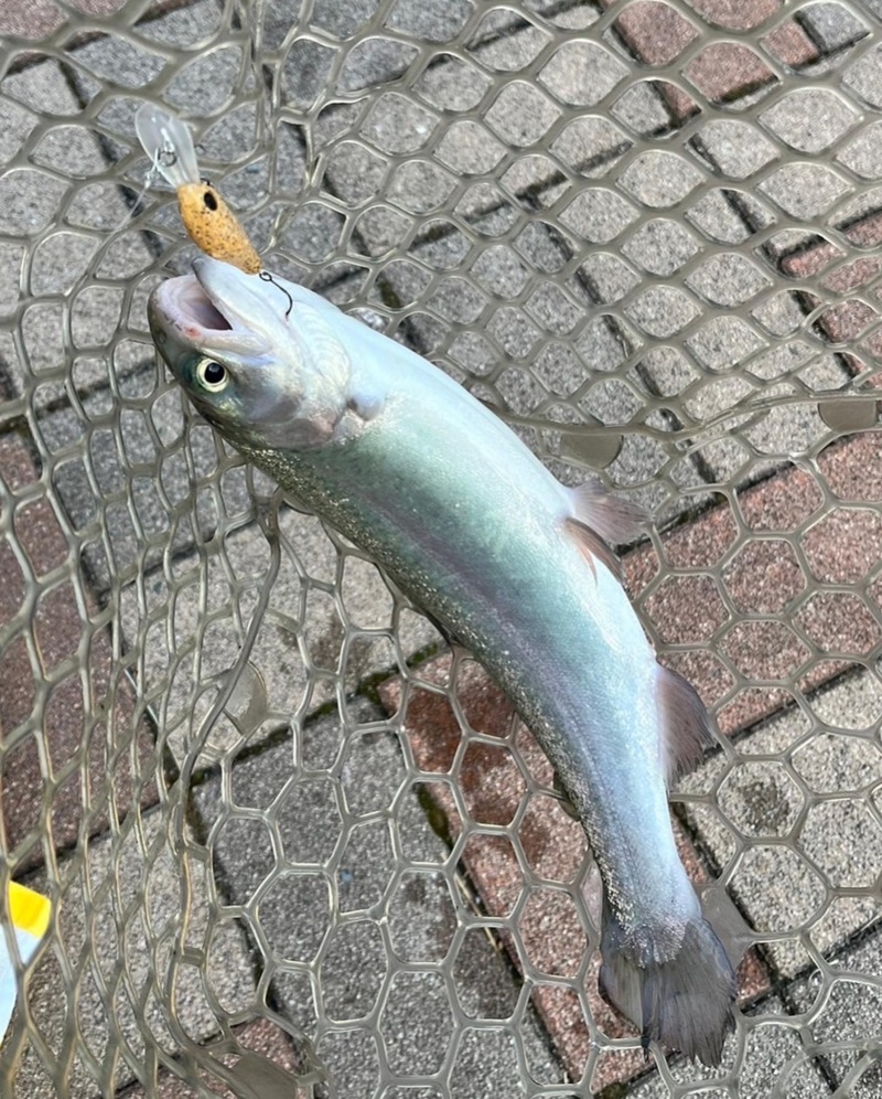大阪府服部緑地のトラウトでニジマス釣果