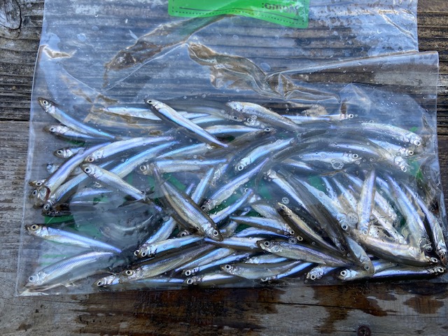 兵庫県佐仲ダムの管理釣り場でワカサギ釣果