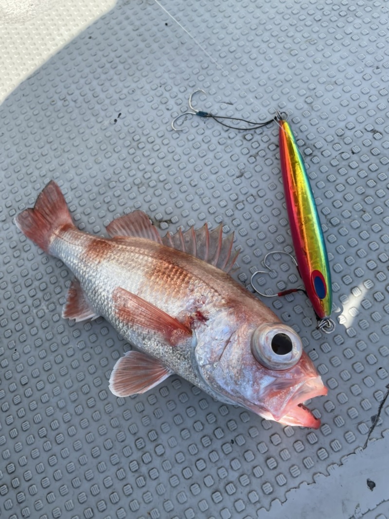 高知県室戸岬ディープライナーの船釣りで金目鯛釣果