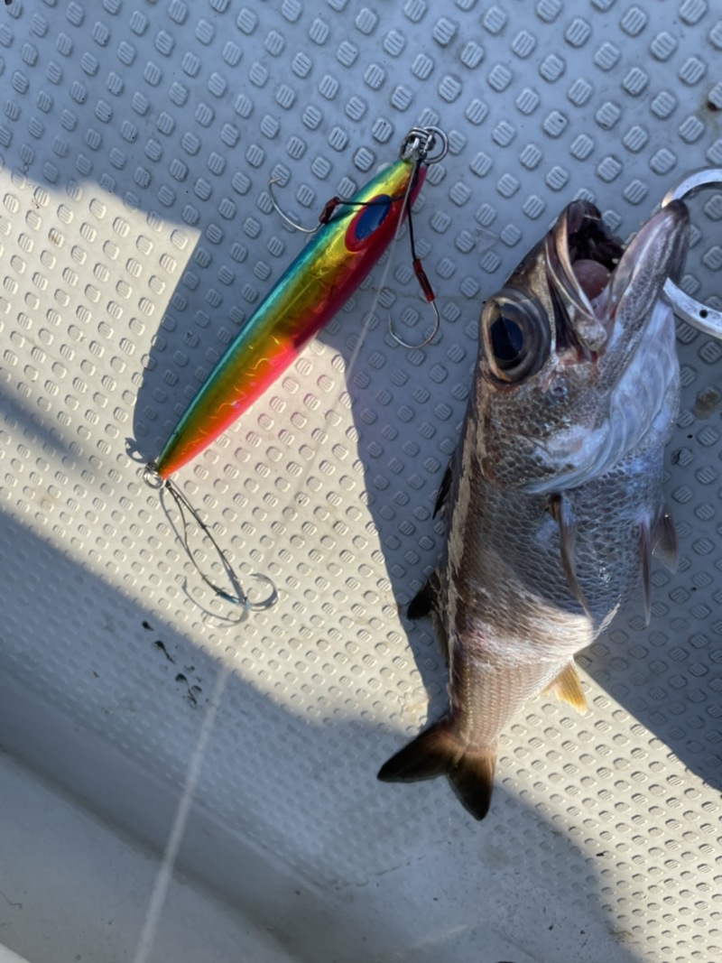 高知県室戸岬ディープライナーの船釣りで金目鯛釣果