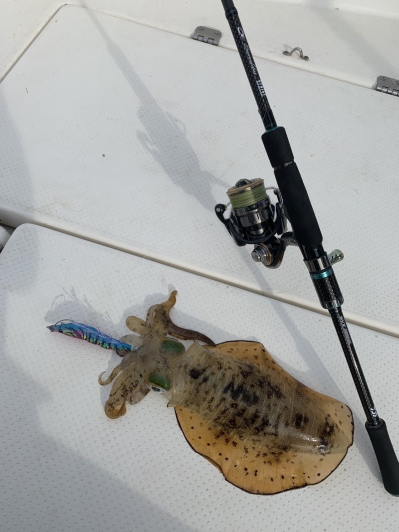 和歌山県南紀のボートエギングでアオリイカ釣果