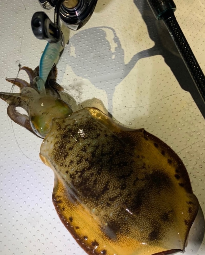 和歌山県南紀のボートエギングでアオリイカ釣果