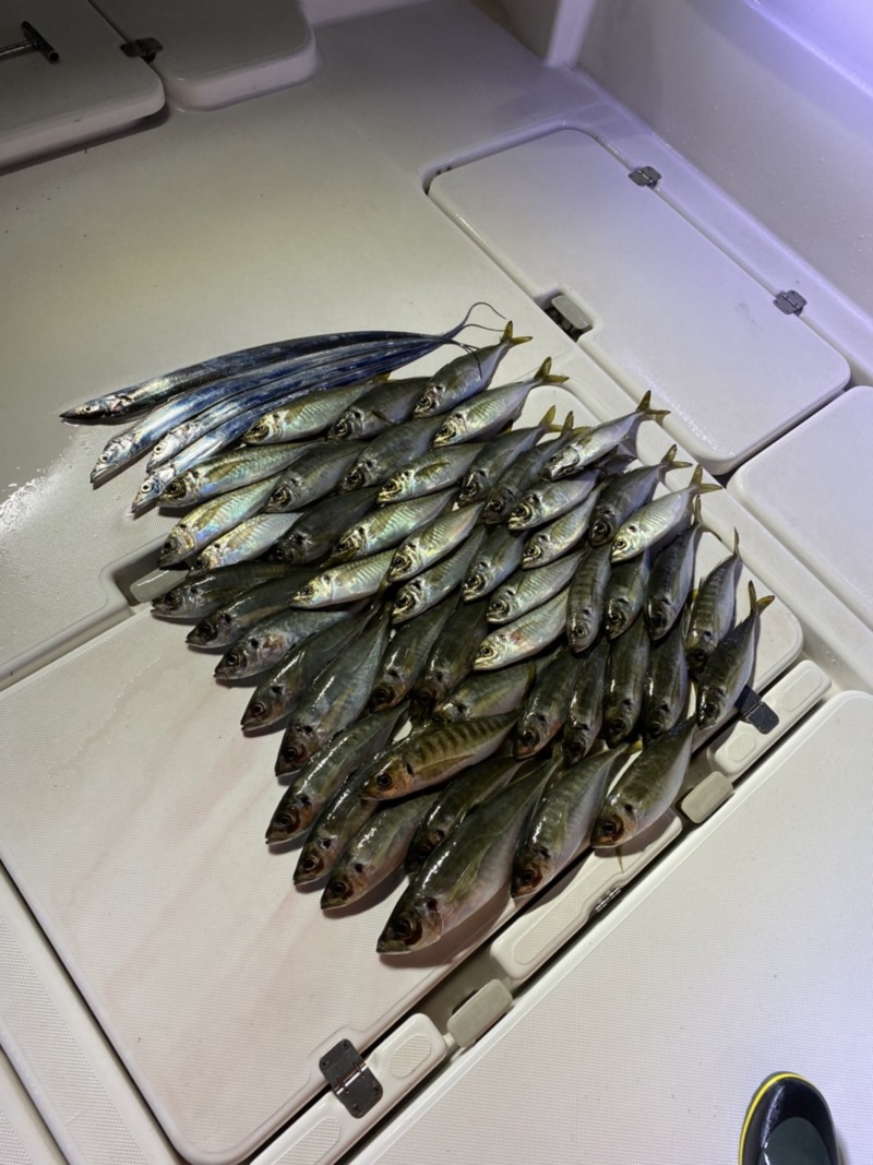 和歌山築港Airのボートアジングでアジ釣果