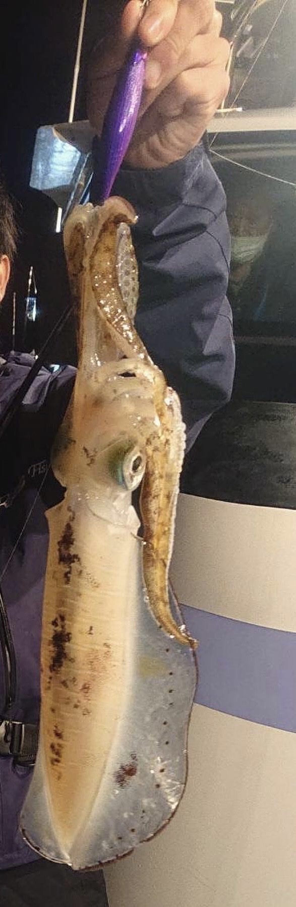 福井県世久見漁港発 新航丸の船釣りでアオリイカ釣果