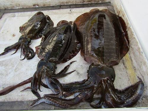 和歌山県田辺市のボートエギングでアオリイカ釣果