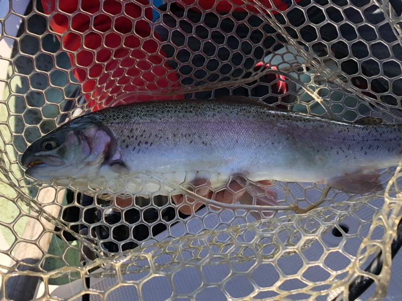 京都府南丹市通天湖のエリアトラウトでニジマス釣果