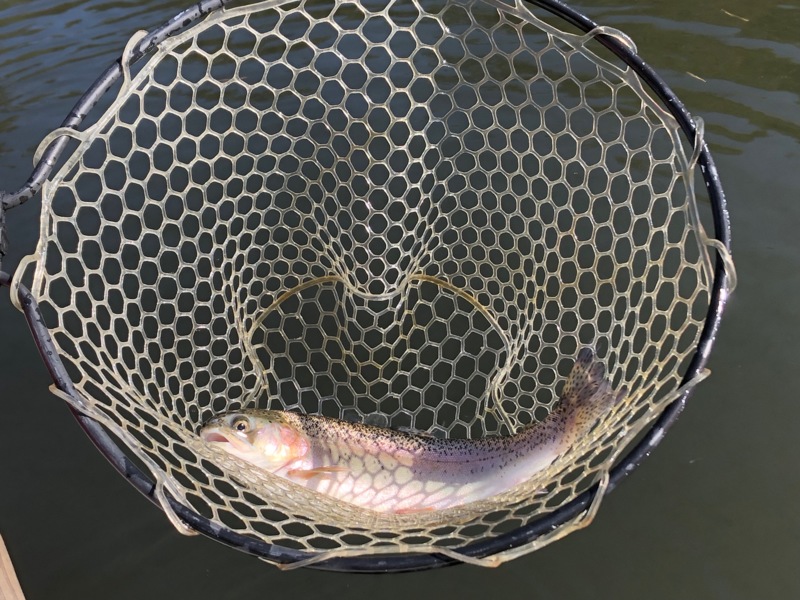 京都府南丹市通天湖のエリアトラウトでニジマス釣果