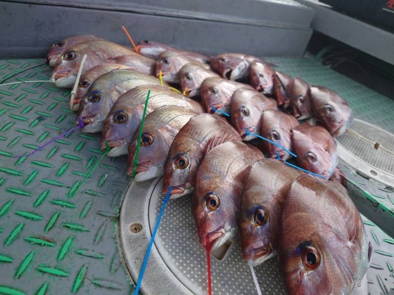 兵庫県明石市垂水漁港 利弥丸の船釣りでマダイ釣果