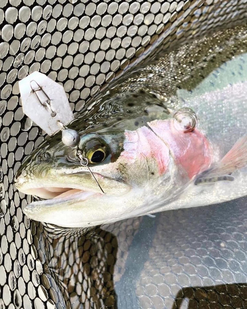 大阪府高槻市の芥川マス釣り場でニジマス釣果