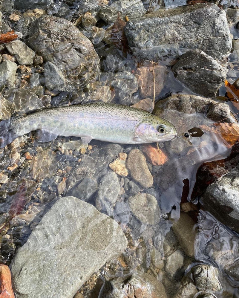 大阪府高槻市の芥川マス釣り場でニジマス釣果
