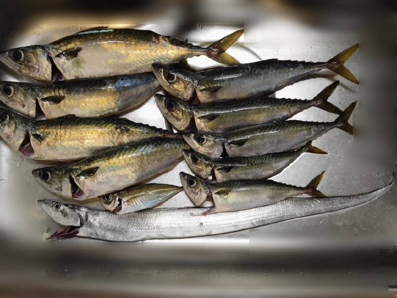 兵庫県神戸市アジュール舞子の波止でタチウオ・大サバ釣果