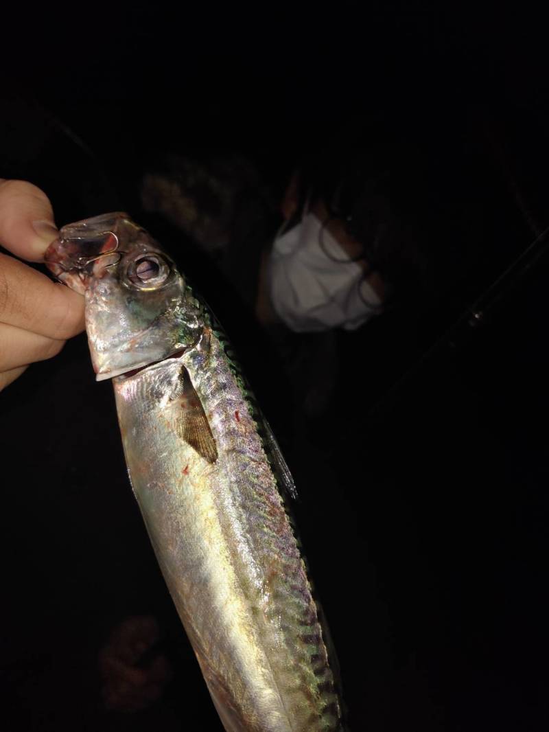 兵庫県神戸市アジュール舞子の波止でタチウオ・大サバ釣果