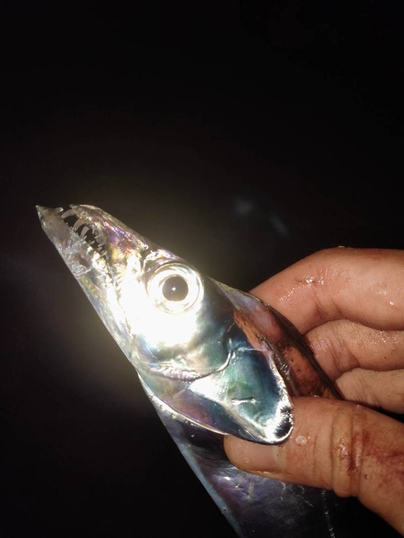 兵庫県神戸市アジュール舞子の波止でタチウオ・大サバ釣果