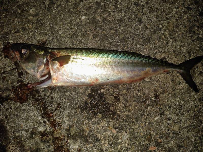 兵庫県神戸市アジュール舞子の波止でタチウオ・大サバ釣果