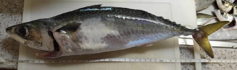 兵庫県神戸市アジュール舞子の波止でタチウオ・大サバ釣果