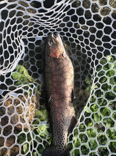 滋賀県高島市高島の泉の管理釣り場でニジマス釣果