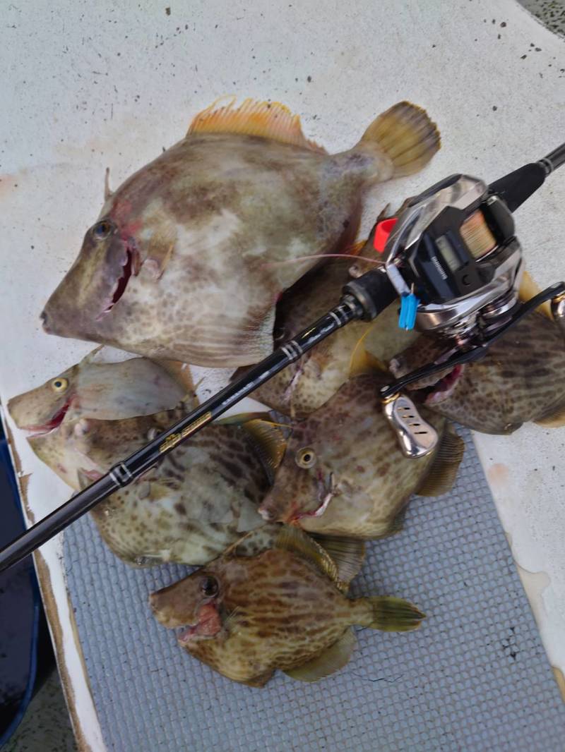 和歌山県加太 三邦丸の船釣りでカワハギ釣果