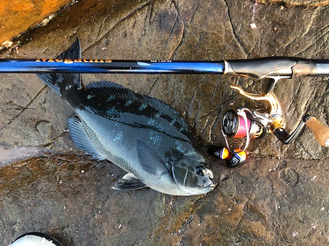 和歌山県日高町田杭 白井渡船のフカセ釣りでグレ釣果