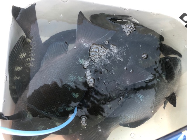 和歌山県日高町田杭 白井渡船のフカセ釣りでグレ釣果