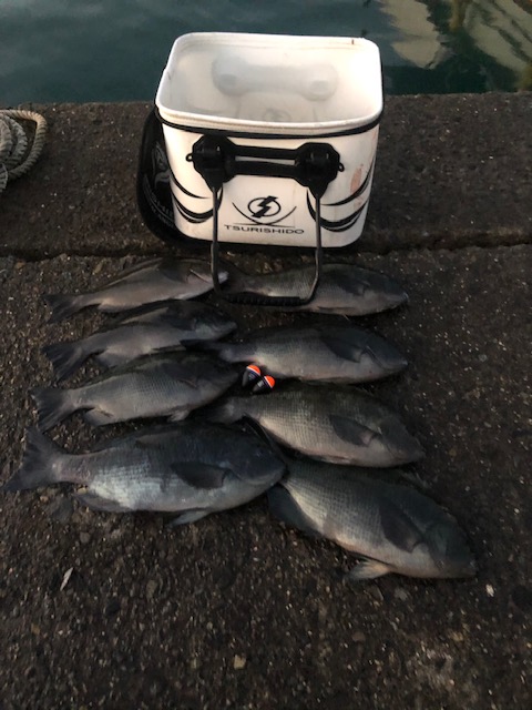 和歌山県日高町田杭 白井渡船のフカセ釣りでグレ釣果