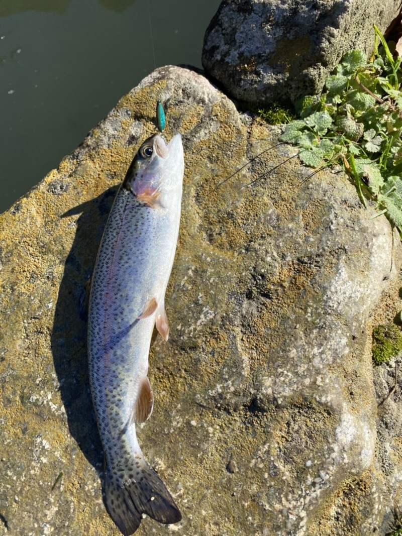 大阪府南河内郡の千早川マス釣り場でニジマス釣果