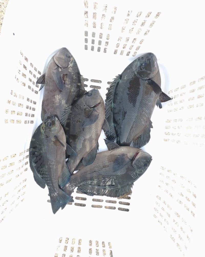 兵庫県淡路 沼島川口渡船の船釣りでグレ釣果