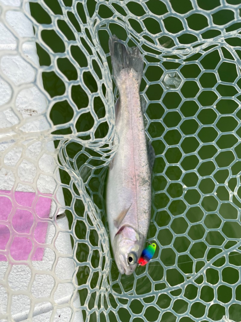 大阪府豊中市服部の服部緑地ウォーターランドでニジマス釣果