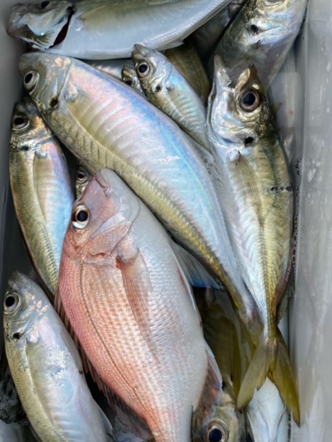 福井県小浜湾 田中渡船の船釣りでマアジ・チャリコ釣果