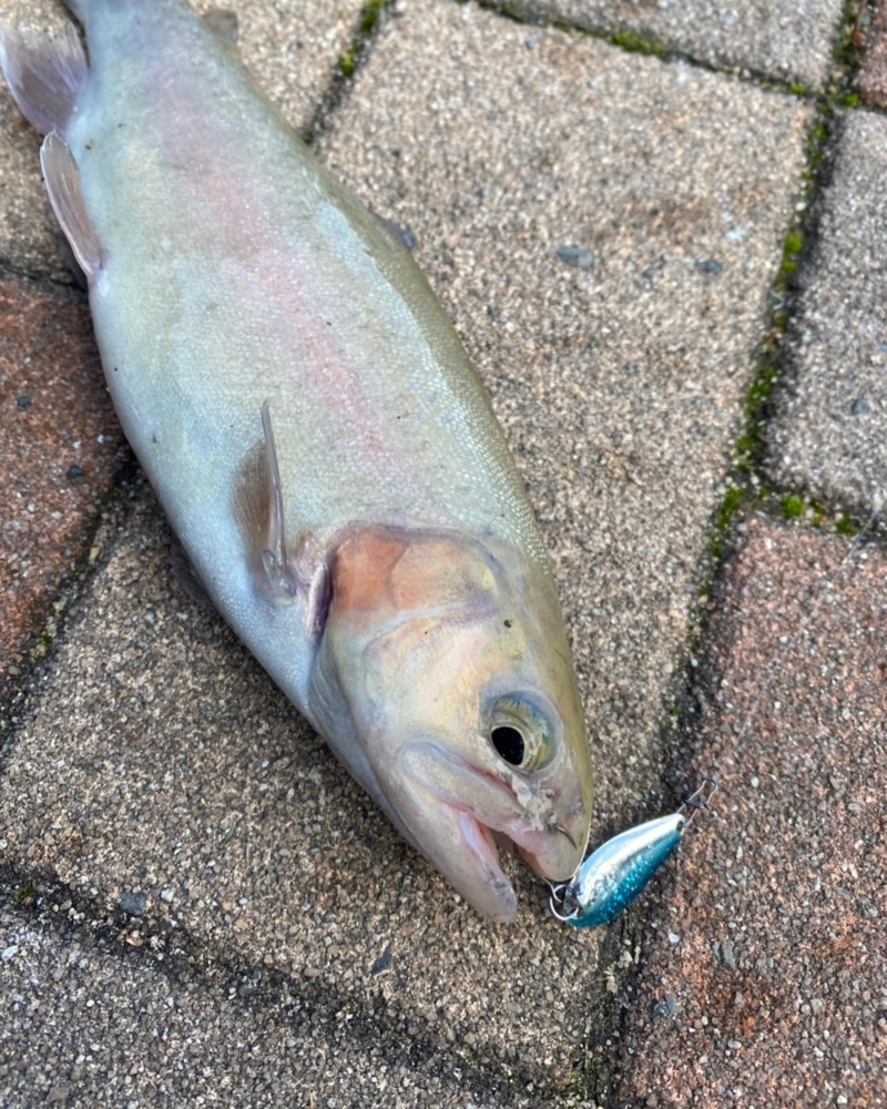 大阪府豊中市の服部緑地ウォーターランドでマス釣果