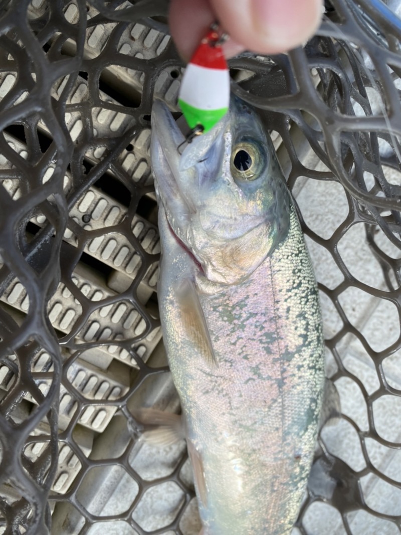 大阪府豊中市の服部緑地ウォーターランドでマス釣果