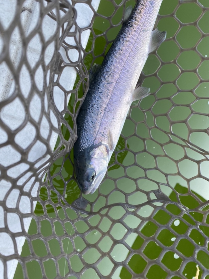 大阪府豊中市の服部緑地ウォーターランドでマス釣果