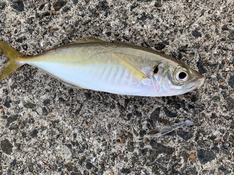 兵庫県淡路島のライトゲームでアジ・メバル釣果