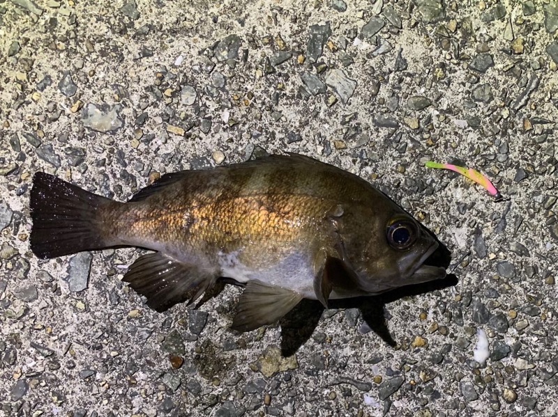 兵庫県淡路島のライトゲームでアジ・メバル釣果